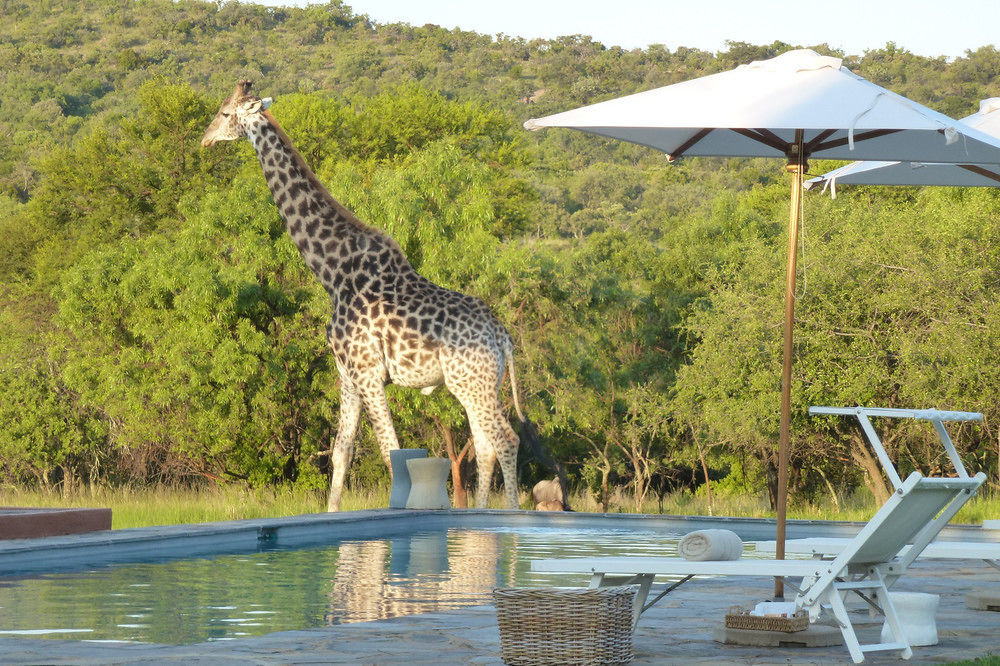 Zebras Crossing Private Game Lodge Модимолле Экстерьер фото