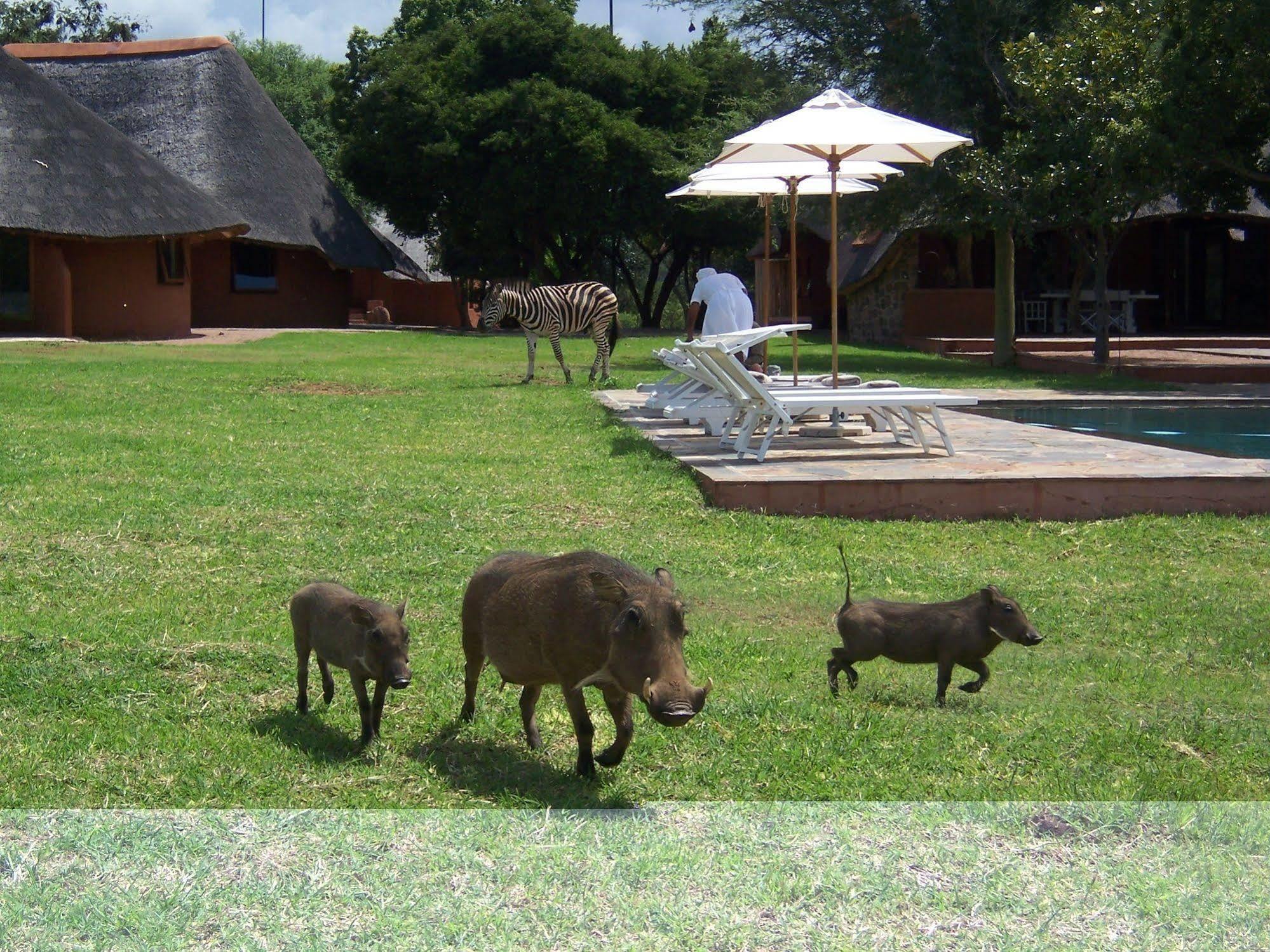 Zebras Crossing Private Game Lodge Модимолле Экстерьер фото